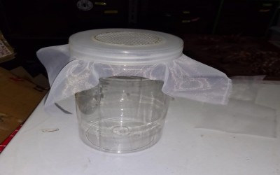 TOPLES LALAT BUAH / KANDANG FRUIT FLY